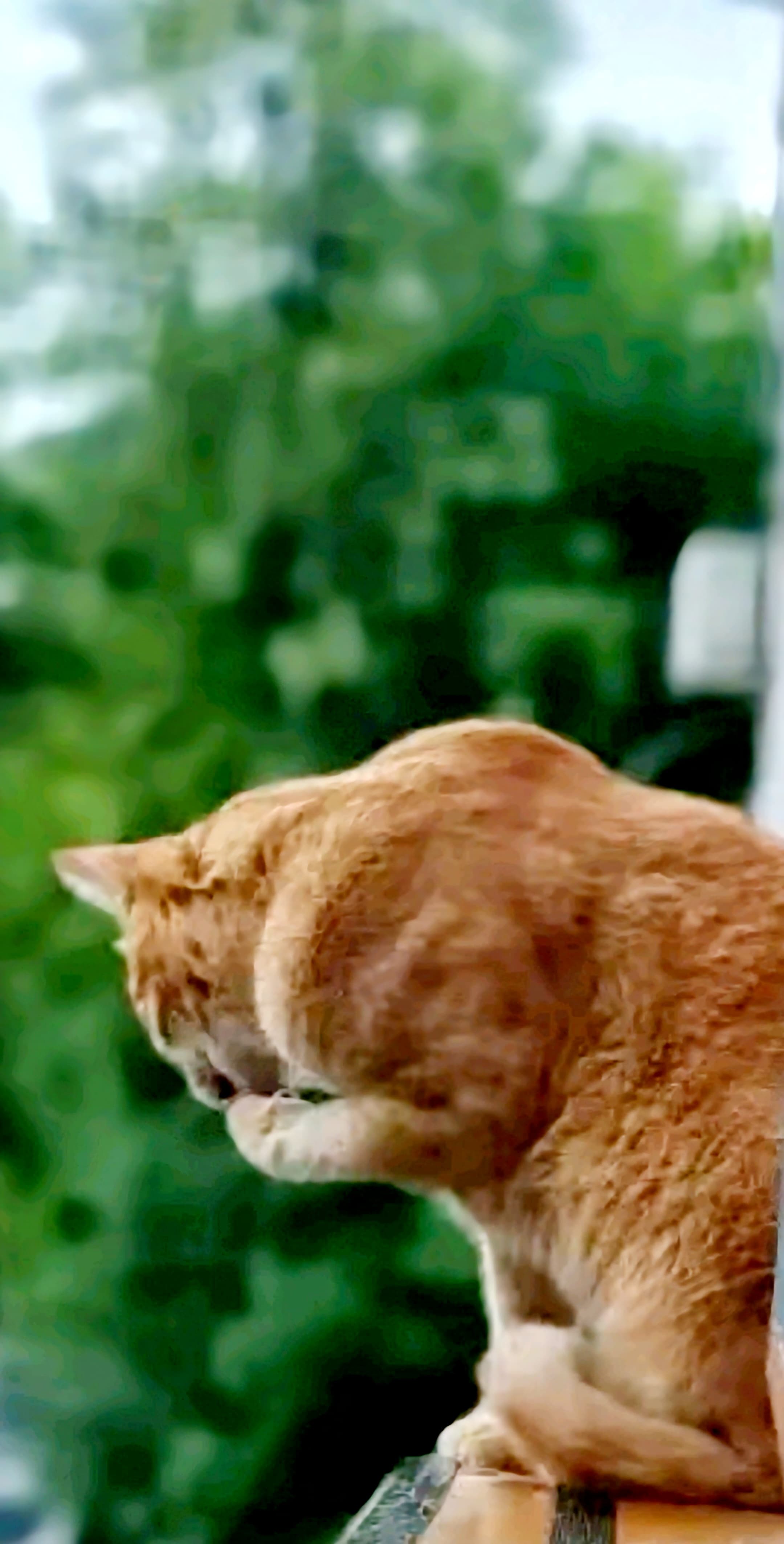 Coiosu' - Începuturi