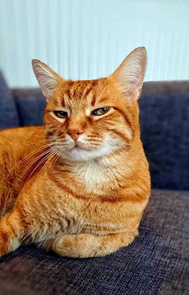 Coiosu cu blana portocalie - Seful Adapostului